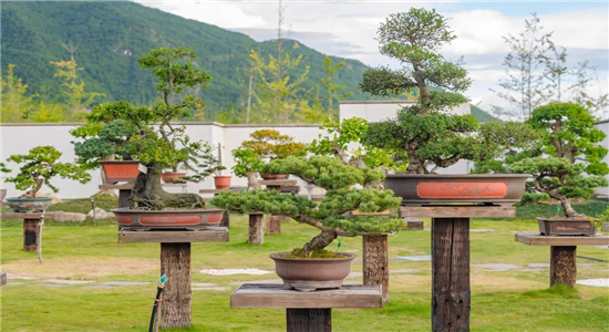 騰沖旅游