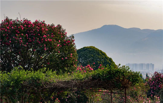 騰沖旅游