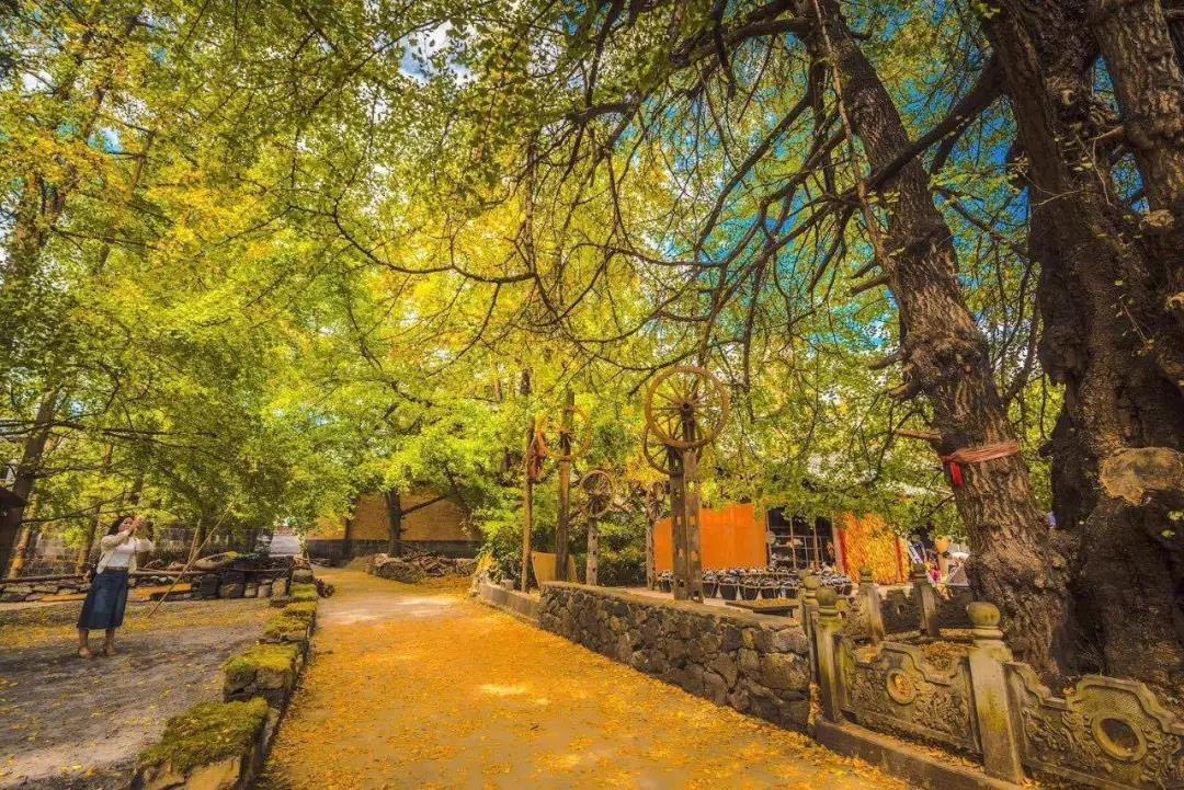 上了微博熱搜的騰沖銀杏村，一年只美20天的童話王國    騰沖旅游景點