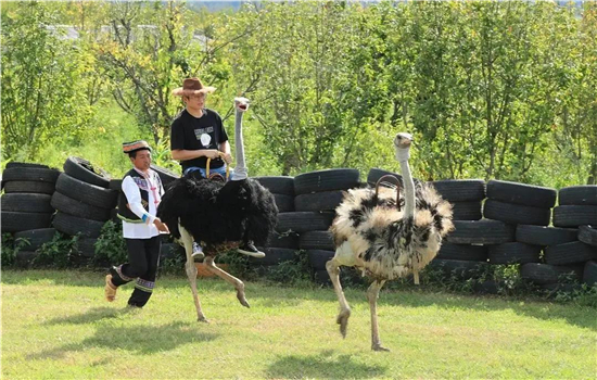 騰沖旅游