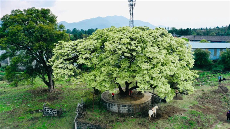 騰沖旅游