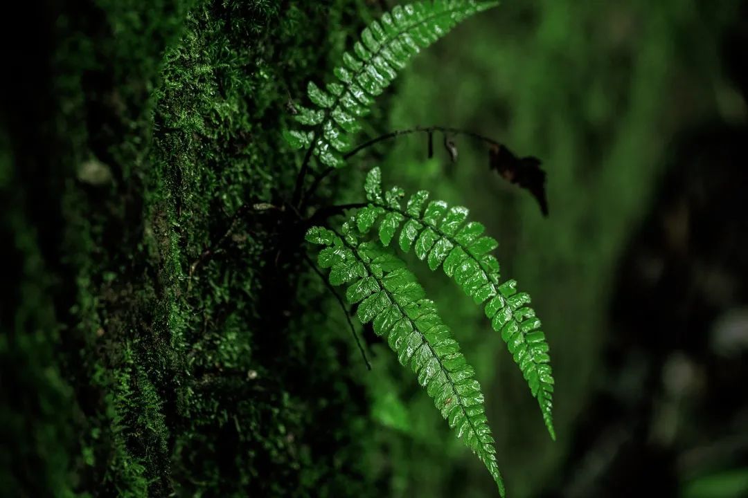 高黎貢山