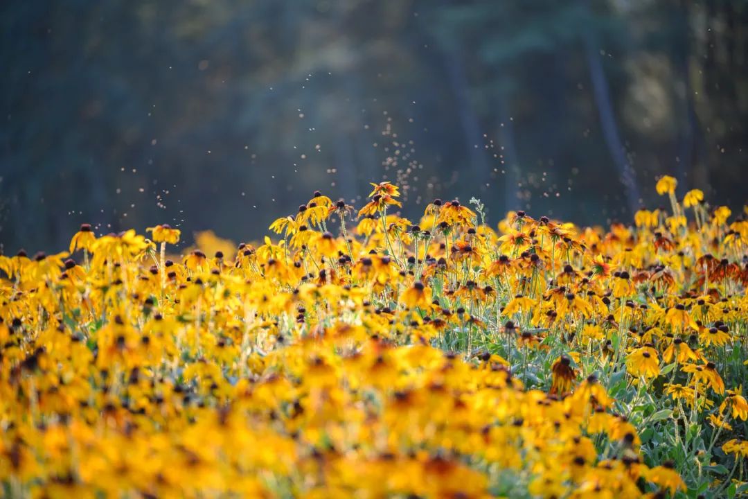 走進(jìn)花海