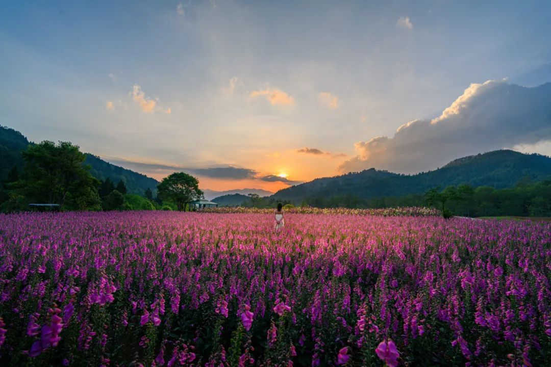 夢(mèng)幻騰沖