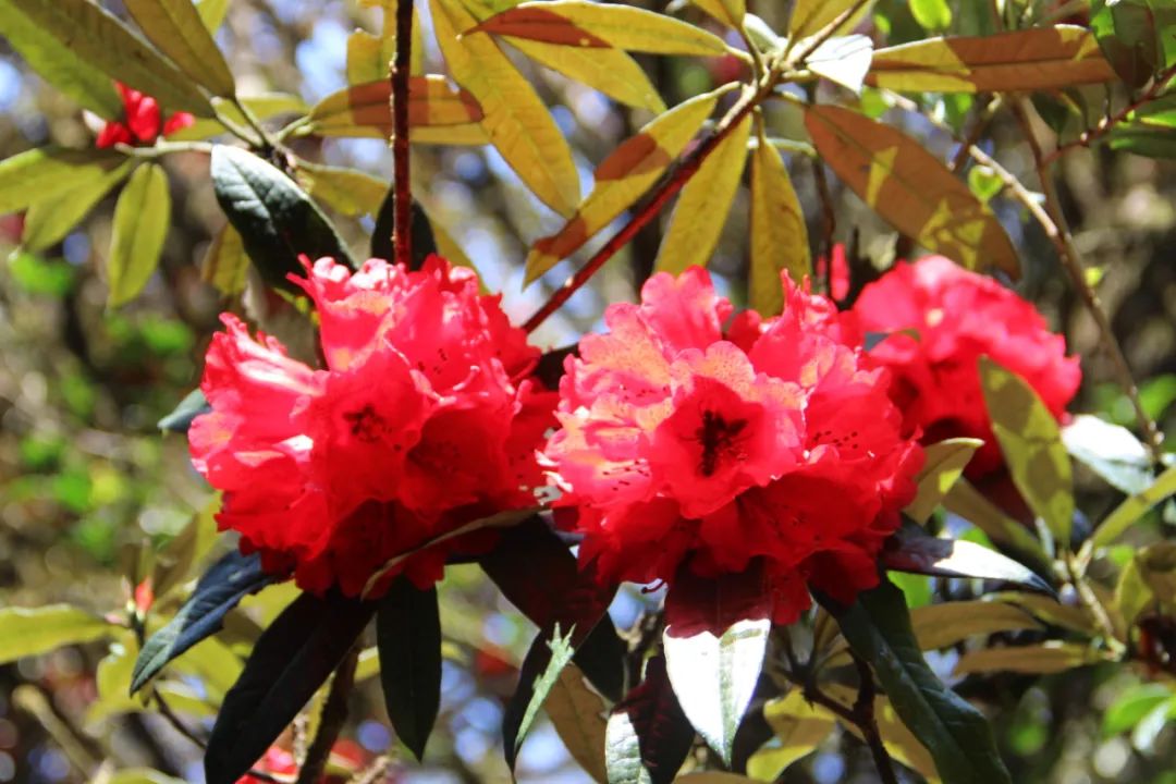 山花